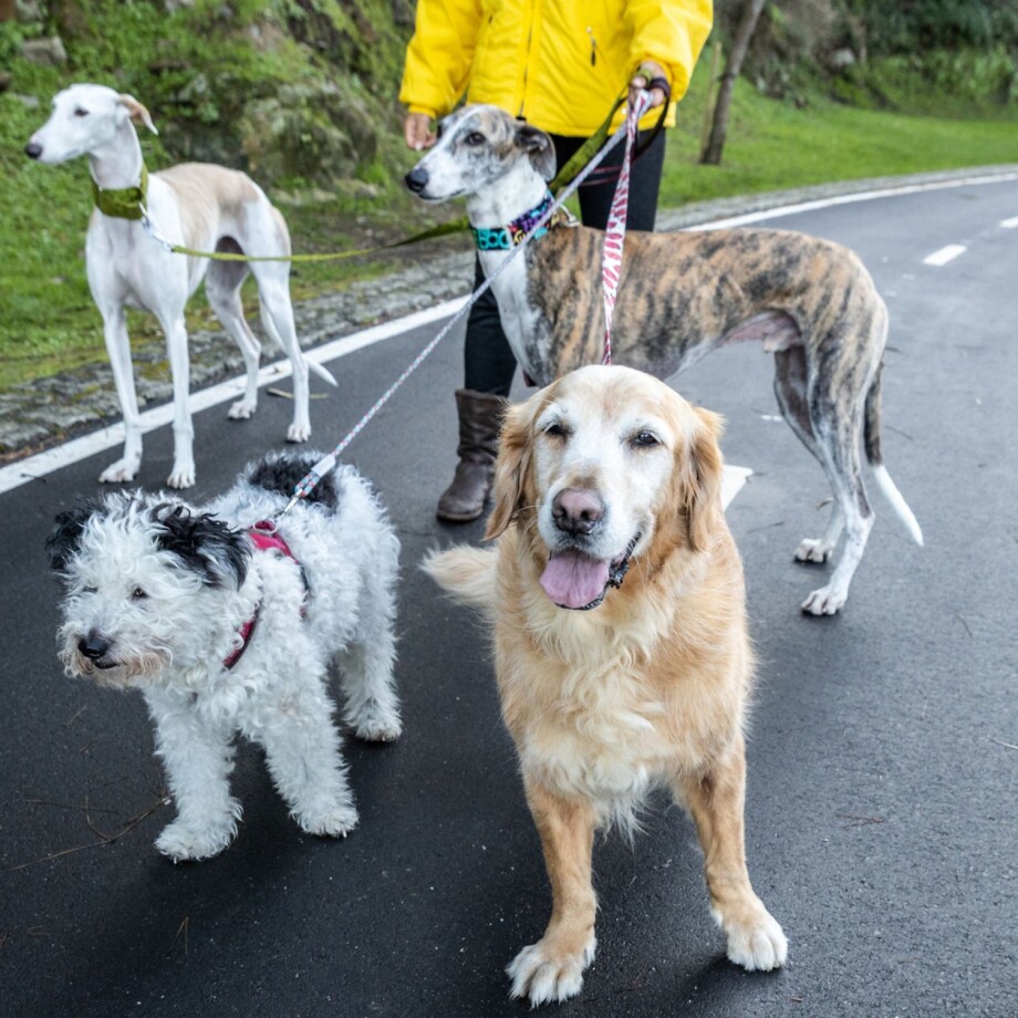 Dogsitter mit vier Hunden