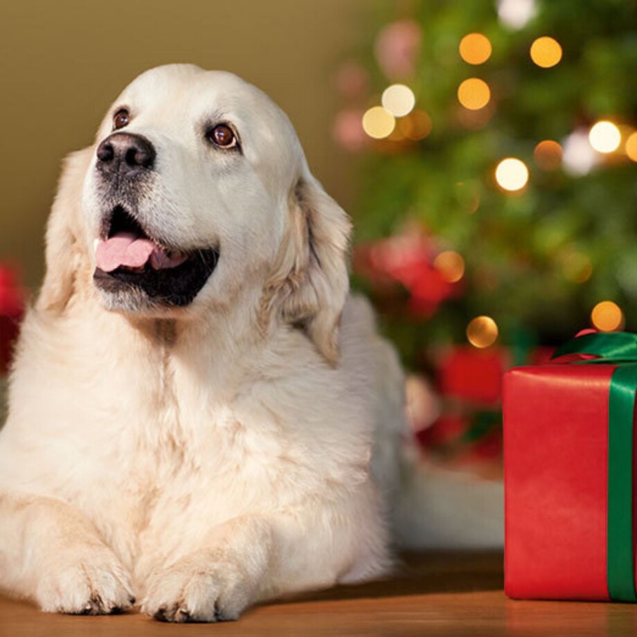 Ein Hund liegt vor dem Weihnachtsbaum