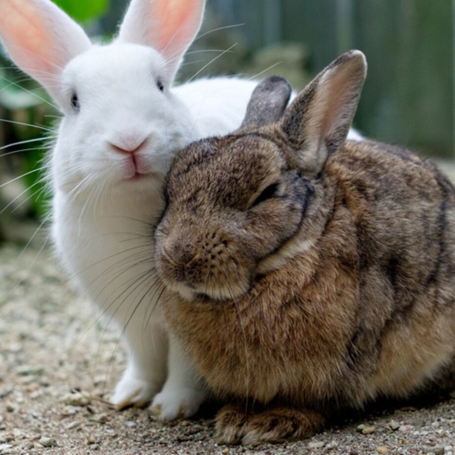 Zwei Kaninchen sitzen draußen