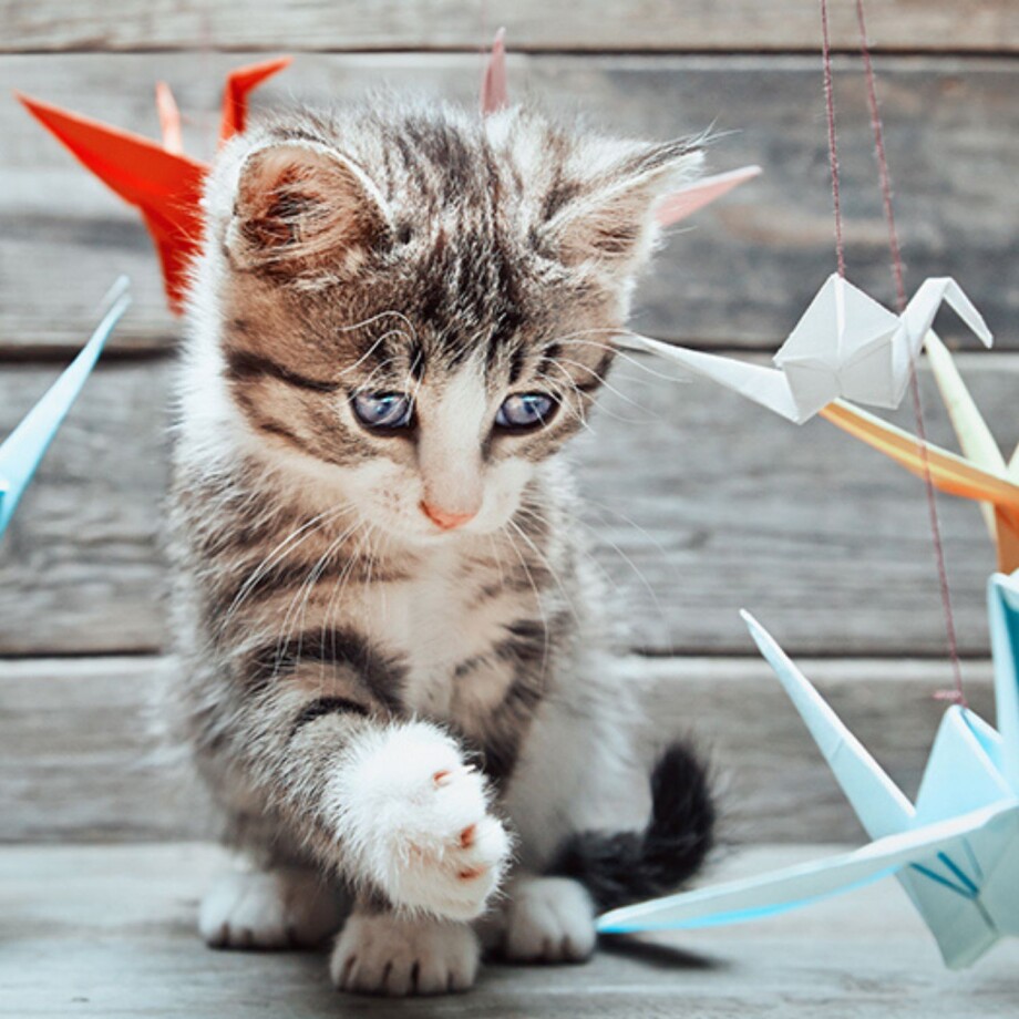 Kitten spielt mit bunten Papierkranichen