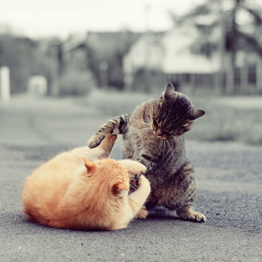 Zwei Katzen streiten