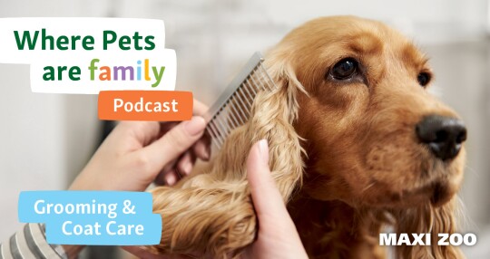 podcast Irland grooming