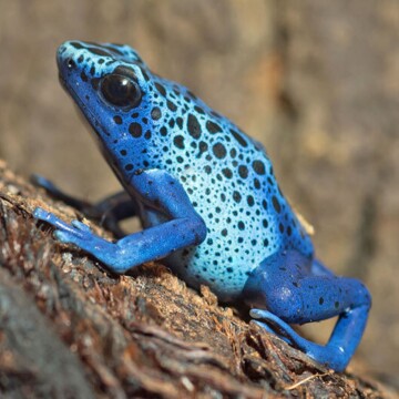 Close-up van een felblauwe pijlgifkikker met zwarte vlekken op boomschors