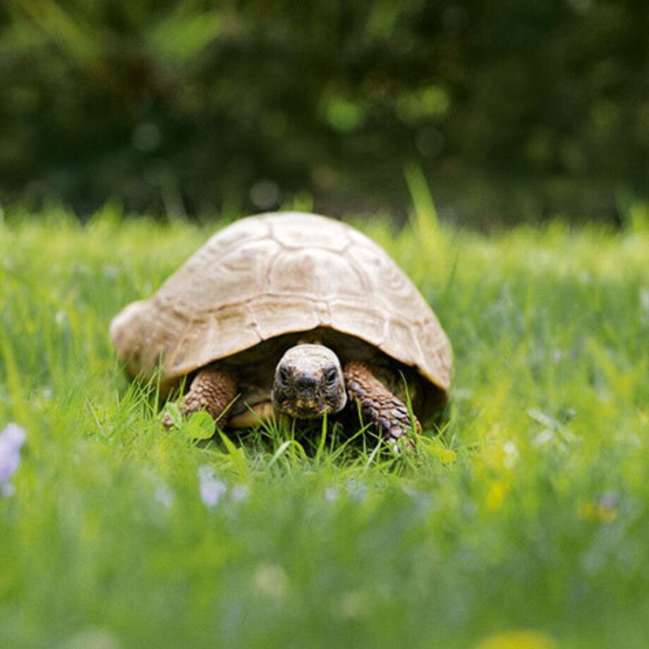 Eine Schildkröte auf der Wiese