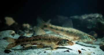 Zwei kleine Fische mit gesprenkeltem Muster ruhen auf sandigem Flussboden in klarem Süßwasser.