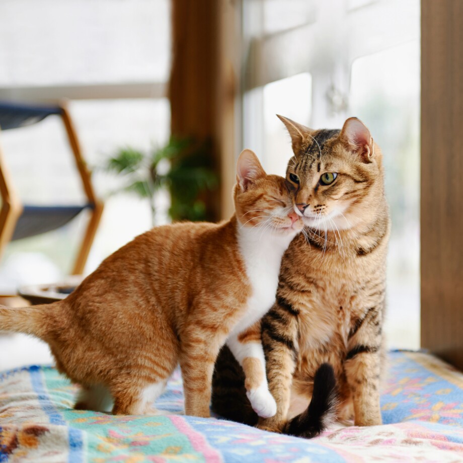 0123_APP_1500x1500px_KatzenWG_1 Zwei Katzen entspannt miteinander in der Wohnung