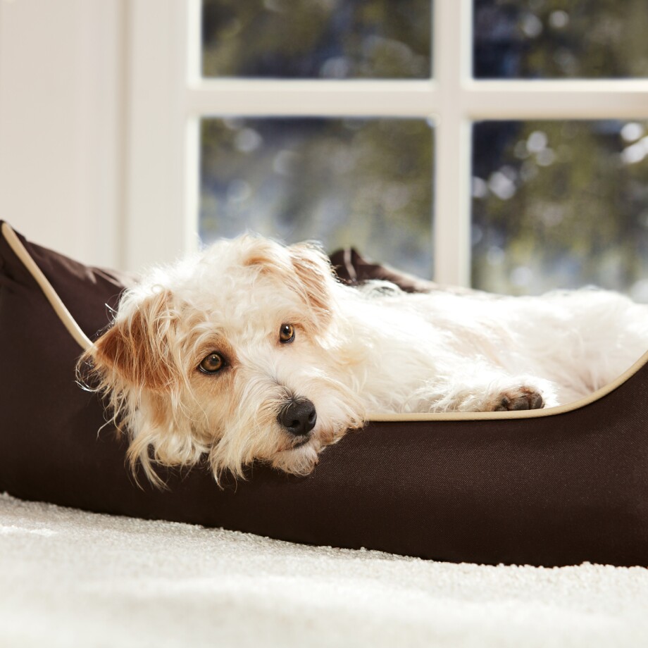 Hund liegt auf seinem Hundebett