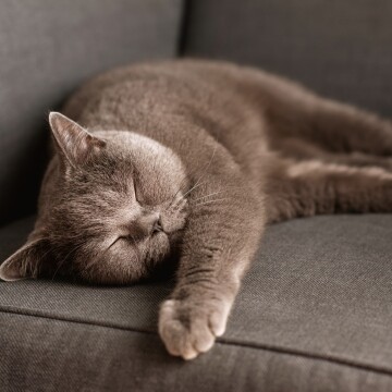 Chat gris endormi se relaxant sur un canapé gris