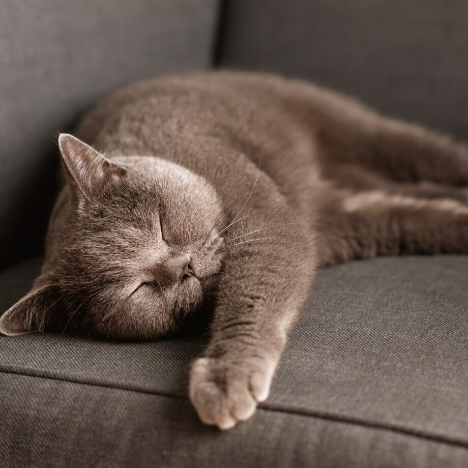Eine graue Katze döst auf dem Sofa