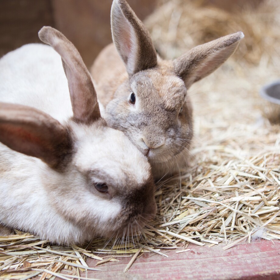 Zwei Kaninchen im Stall