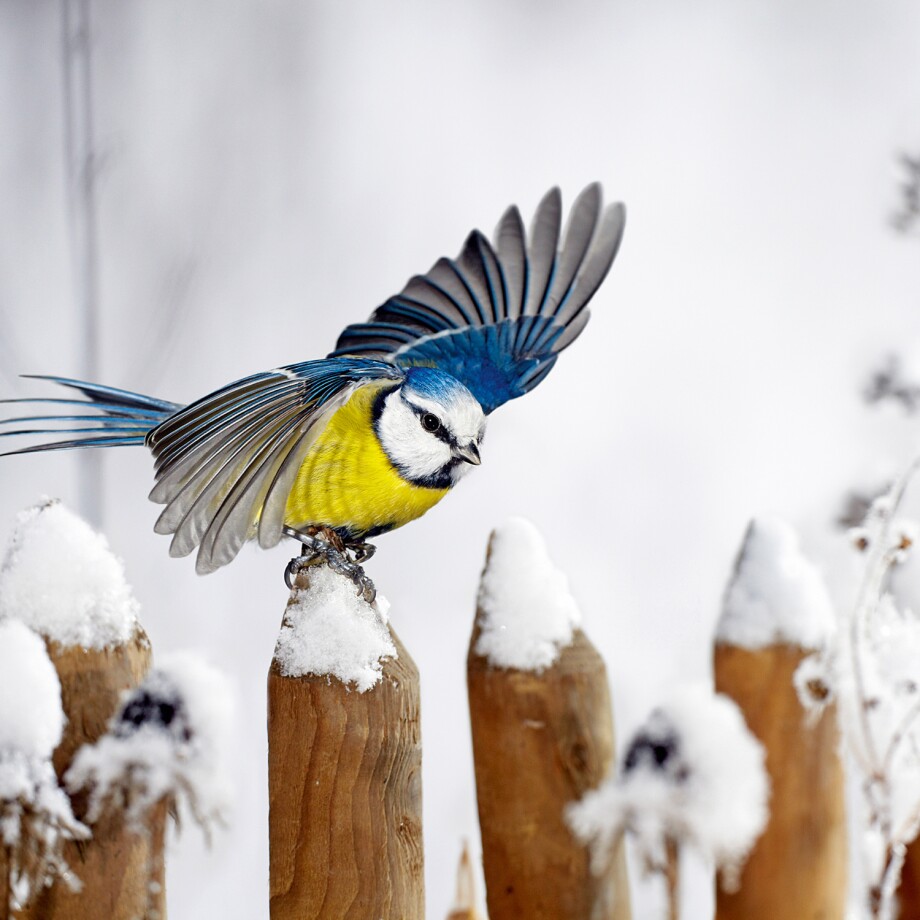 Eine Blaumeise im Schnee