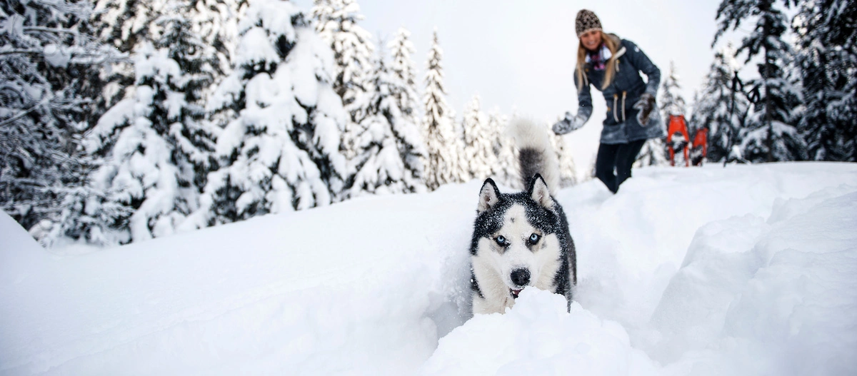 Siberian Husky mit blauen Augen läuft durch tiefen Schnee im verschneiten Wald, Frau mit Winterkleidung und Schneeschuhen folgt im Hintergrund.