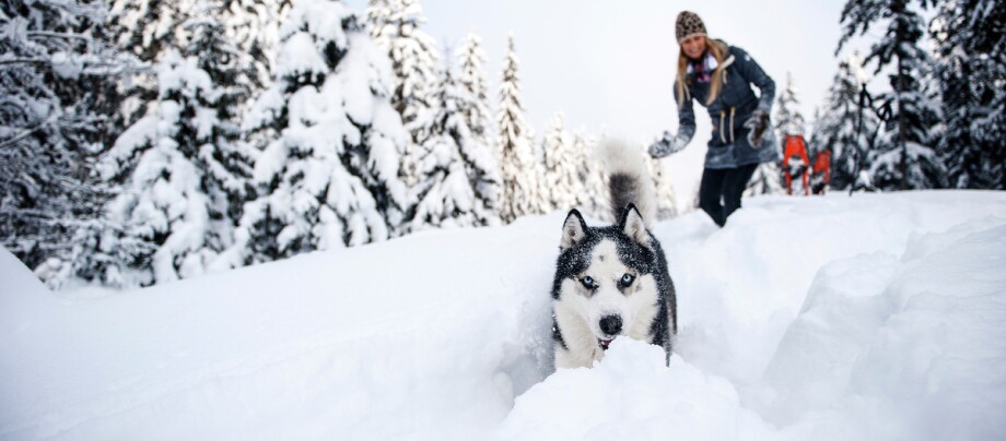 Husky läuft durch den Schnee