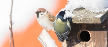 Zwei kleine Vögel, ein Feldsperling und eine Kohlmeise, sitzen an einem schneebedeckten Vogelhaus im Winter.