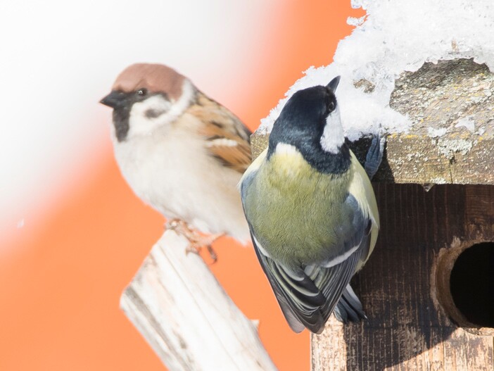 Die Brutzeit beginnt: Mit Nistksten Wildvgel in der Brutzeit untersttzen  | FRESSNAPF