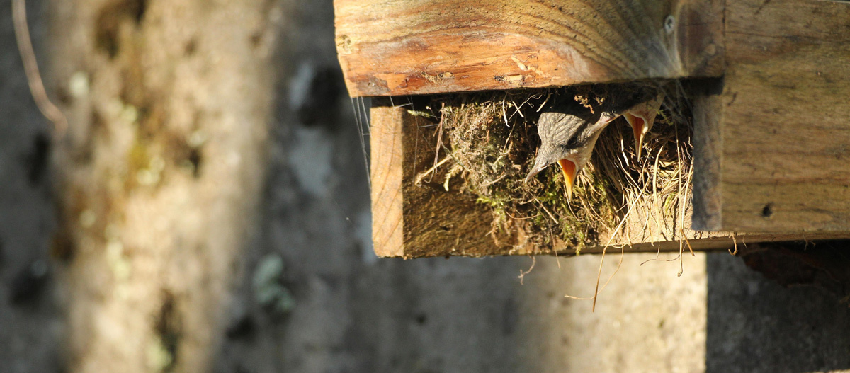 Zwei Jungvögel schauen aus einem Brutkasten raus