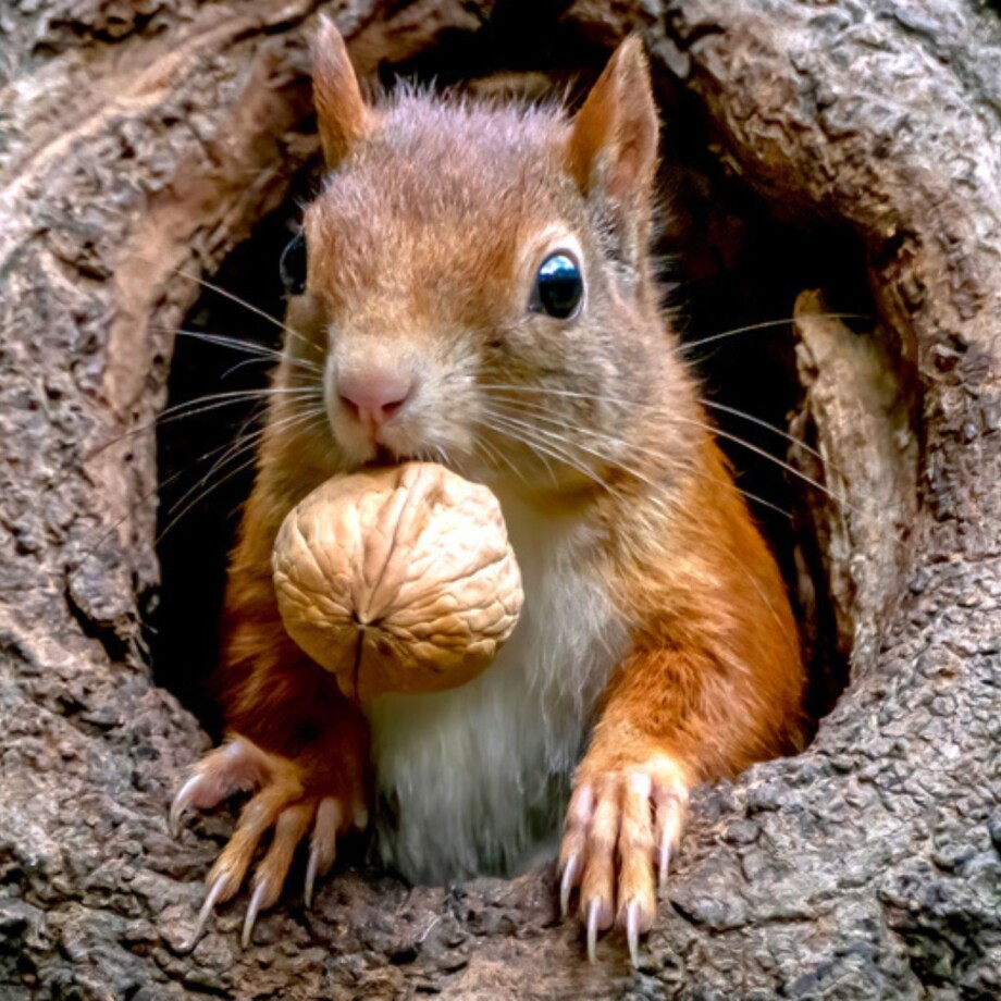 Ein Eichhörnchen mit einer Nuss im Baum