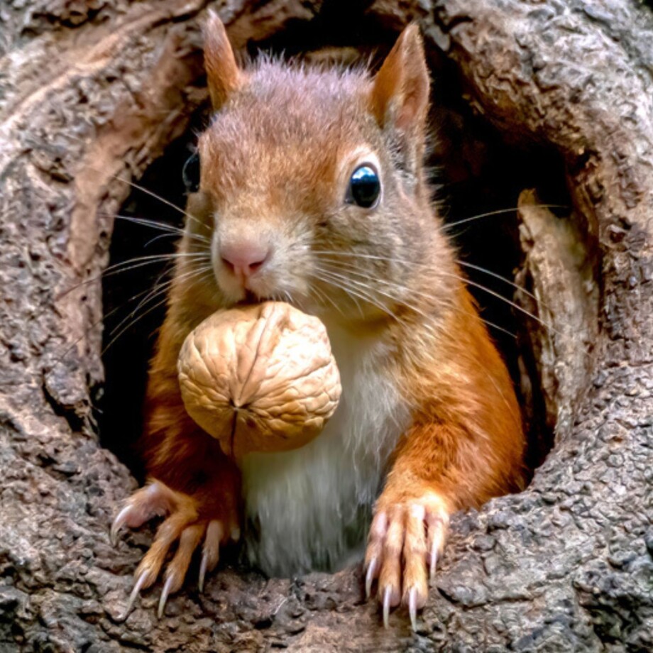 Allgemein_Eichhoernchen Ein Eichhörnchen mit einer Nuss im Baum
