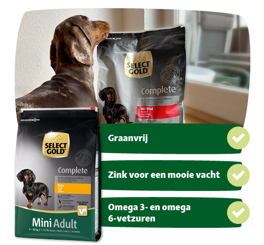 BE_KW51_EB_Kampagne_LW26 Select Gold Complete hondenvoer met rund en Mini Adult kip, teckel snuffelt aan voer, graanvrij, zink voor een mooie vacht, omega 3 en 6 vetzuren