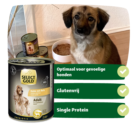 BE_KW51_EB_Kampagne_LW27 Blik Select Gold hondenvoer kip met rijst voor volwassen honden, naast een bruin-witte hond die uit een bakje eet, met kenmerken: optimaal voor gevoelige honden, glutenvrij en single protein.
