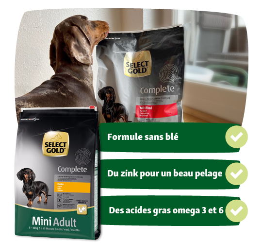 Dachshund reniflant les sacs de nourriture pour chiens Select Gold Complete au poulet et au bœuf, formule sans blé, zinc pour un beau pelage, acides gras oméga 3 et 6