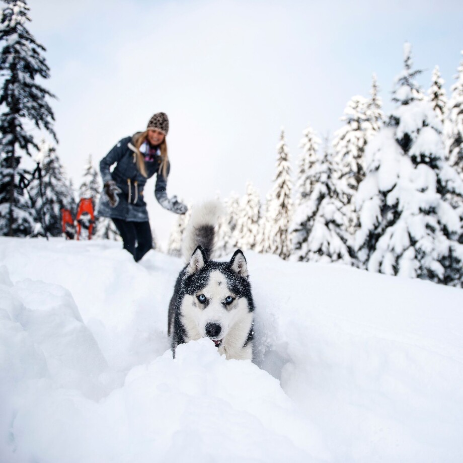 Husky und Besitzerin im Schnee