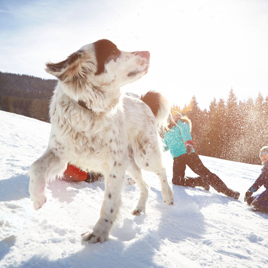 Ein Hund im Schnee