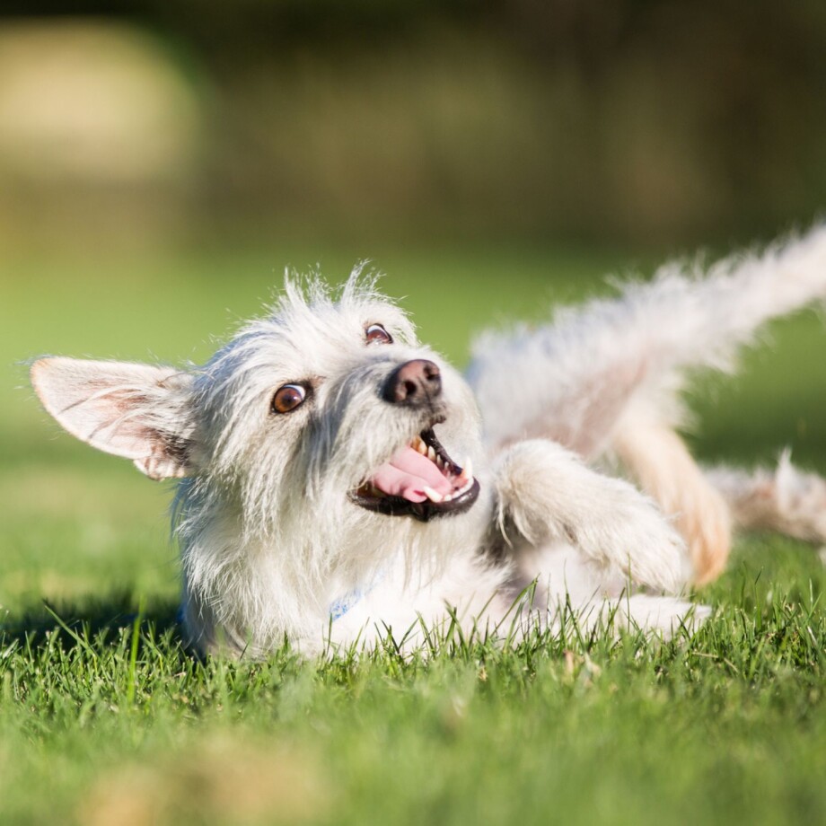 Ein kleiner Hund wälzt sich auf der Wiese