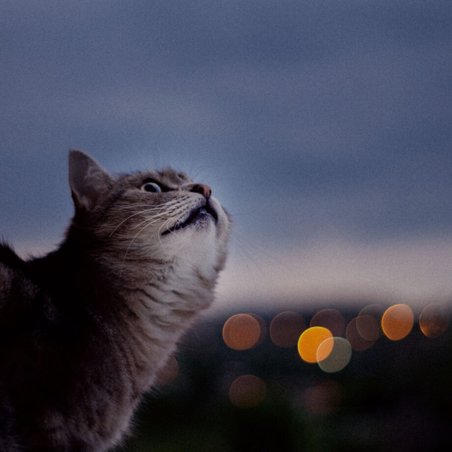 Katze in der Nacht