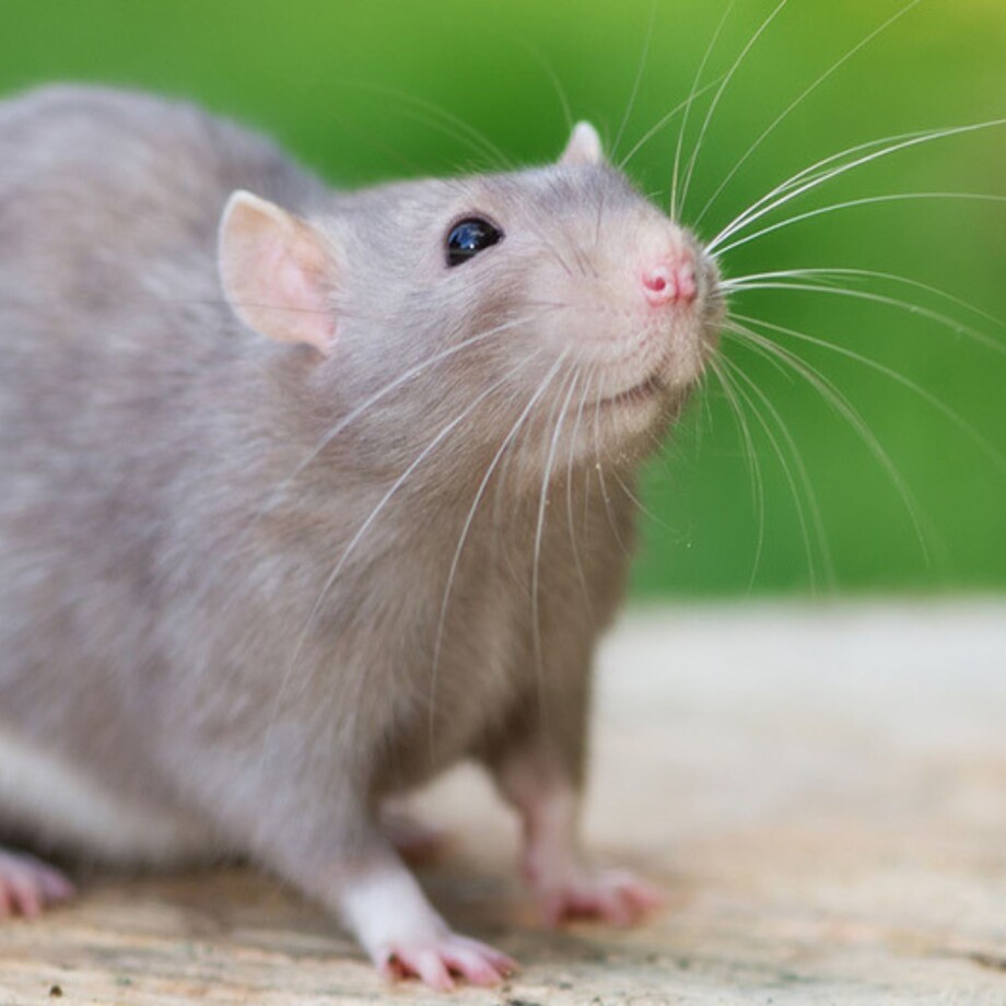 Eine graue Ratte sitzt auf einem Stück Holz