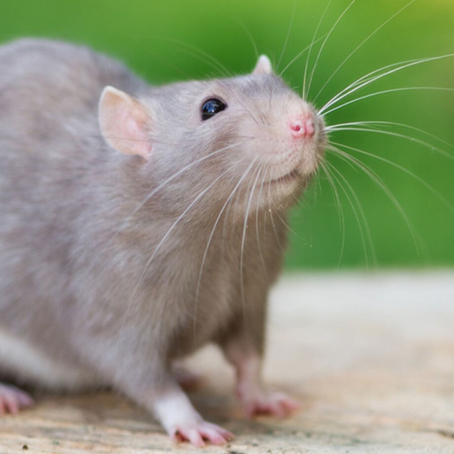 Kleintier_Ratten Eine graue Ratte sitzt auf einem Stück Holz