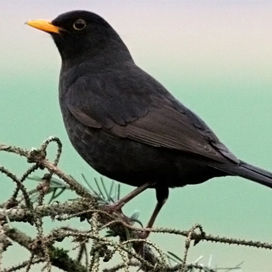 Eine Amsel sitzt auf dem Ast.