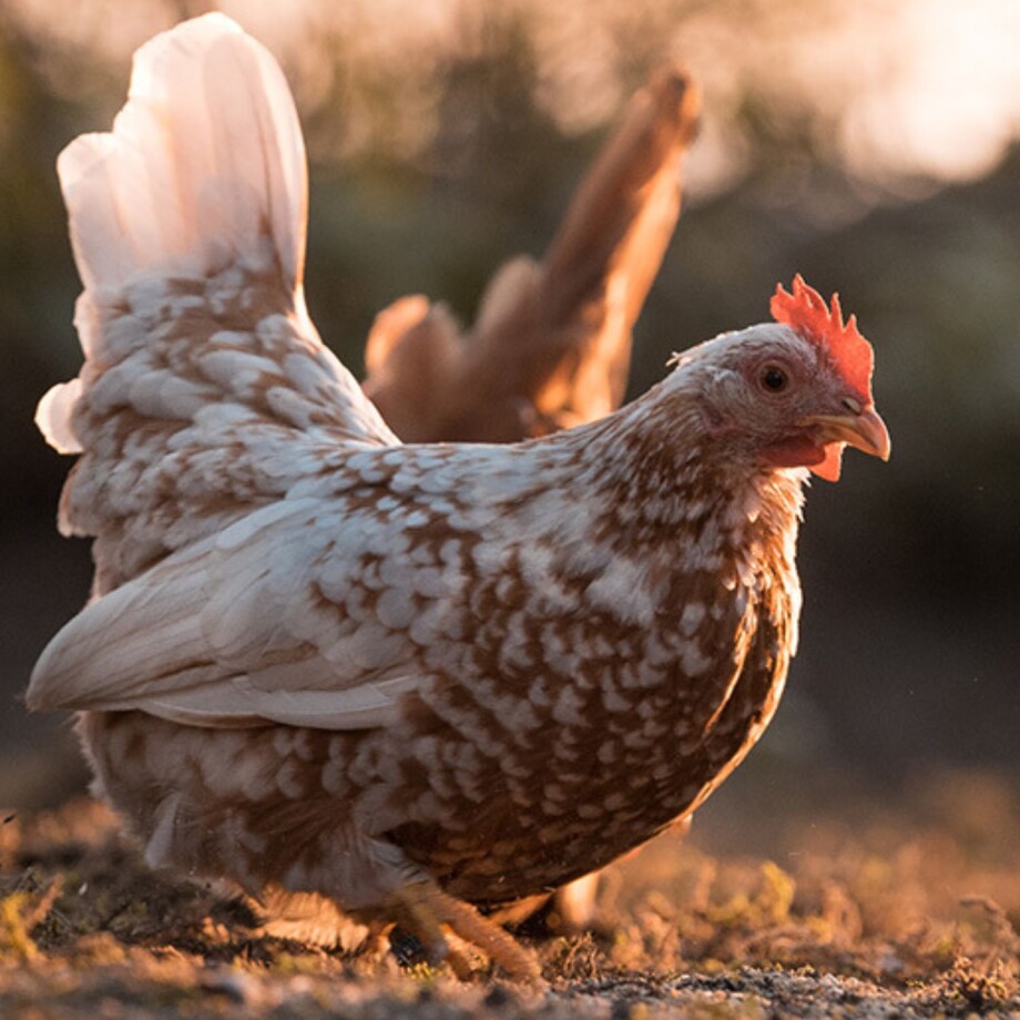 Ein geschecktes Huhn