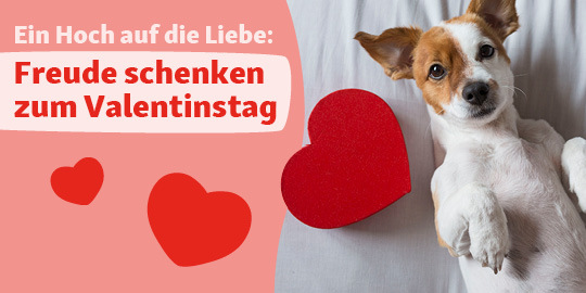 DE_KW04_Valentinstag_LW_OS.6er_1 Lieber Hund liegt neben rotem Herz auf weißem Hintergrund, Valentinstag Freude schenken