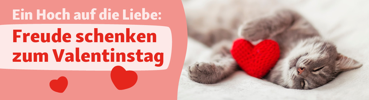 Glückliche graue Katze schläft mit rotem gestricktem Herz, Freude zum Valentinstag schenken