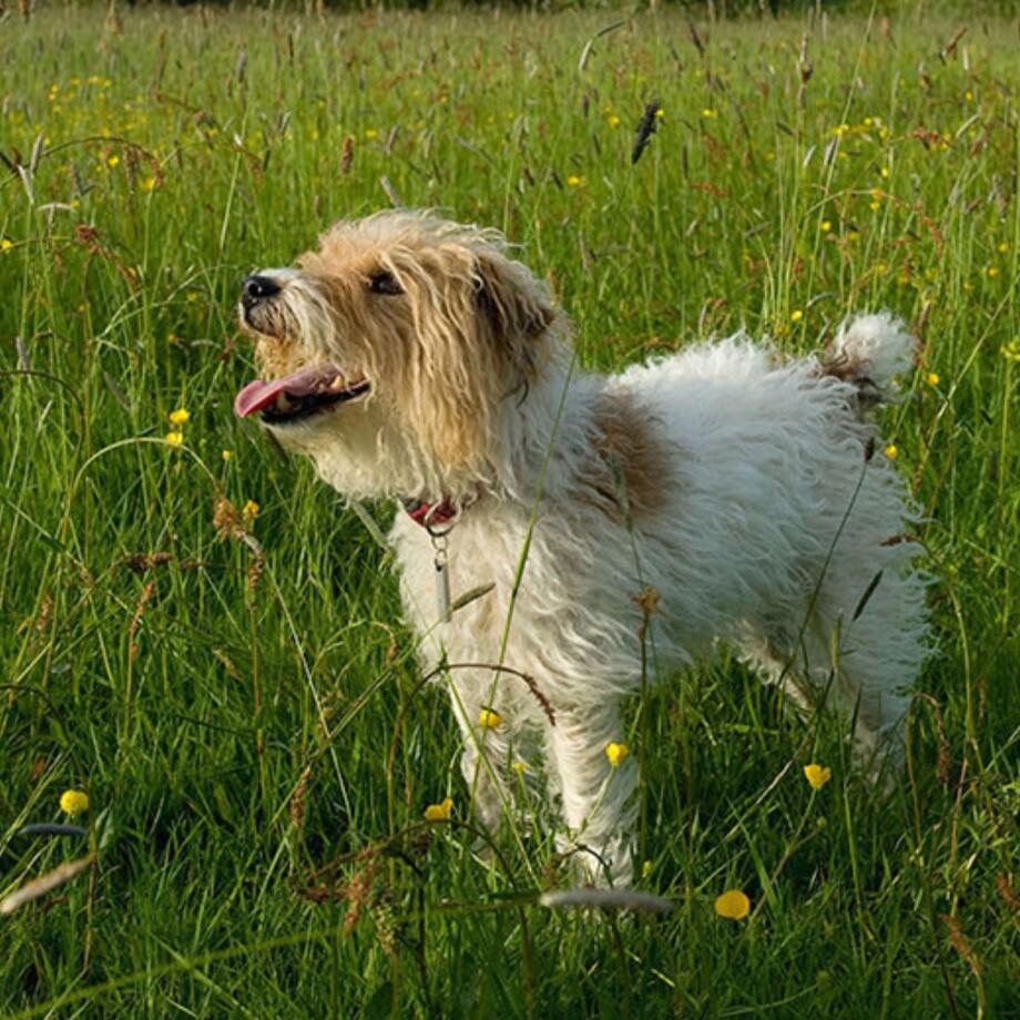 Ein Hund steht auf einer Wiese