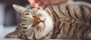 Glückliche getigerte Katze, die entspannt von einer Hand am Kopf gestreichelt wird