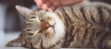 Glückliche getigerte Katze, die entspannt von einer Hand am Kopf gestreichelt wird