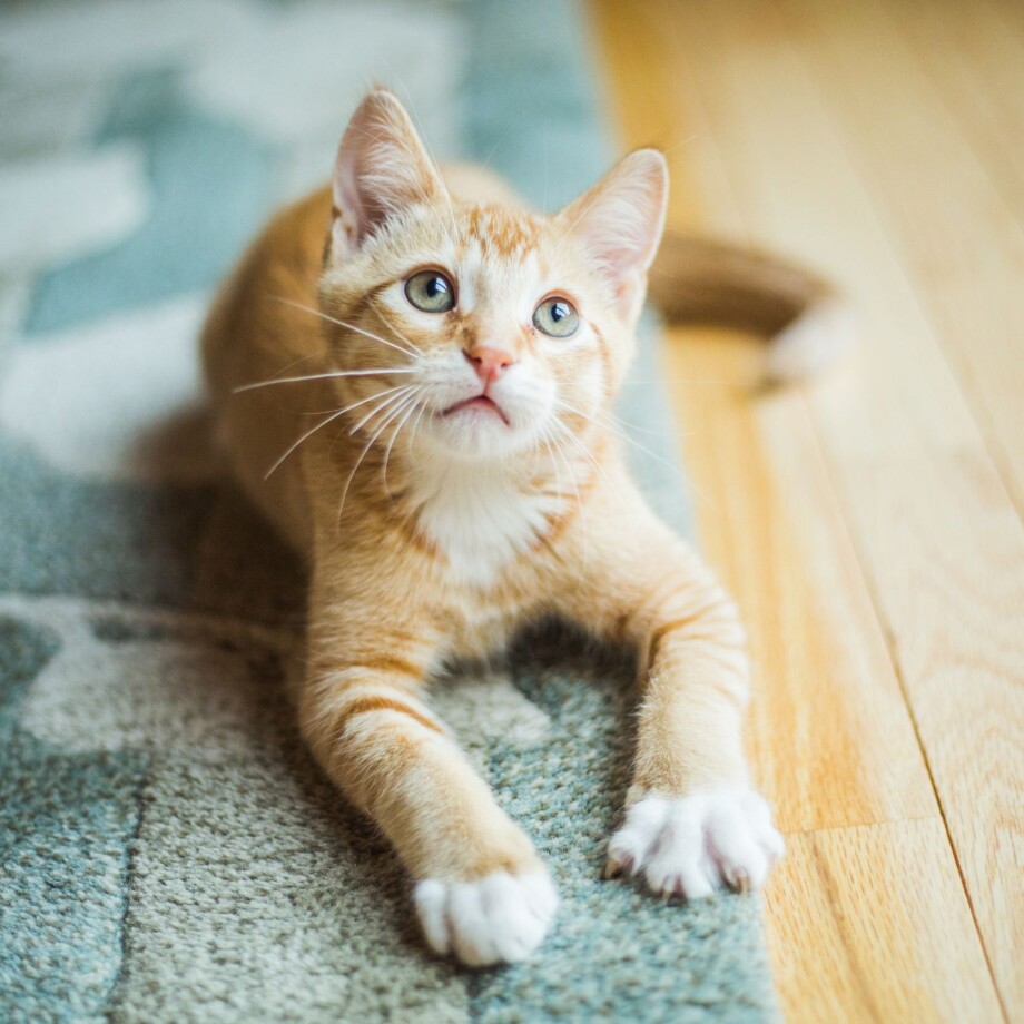 Eine Katze liegt auf dem Teppich