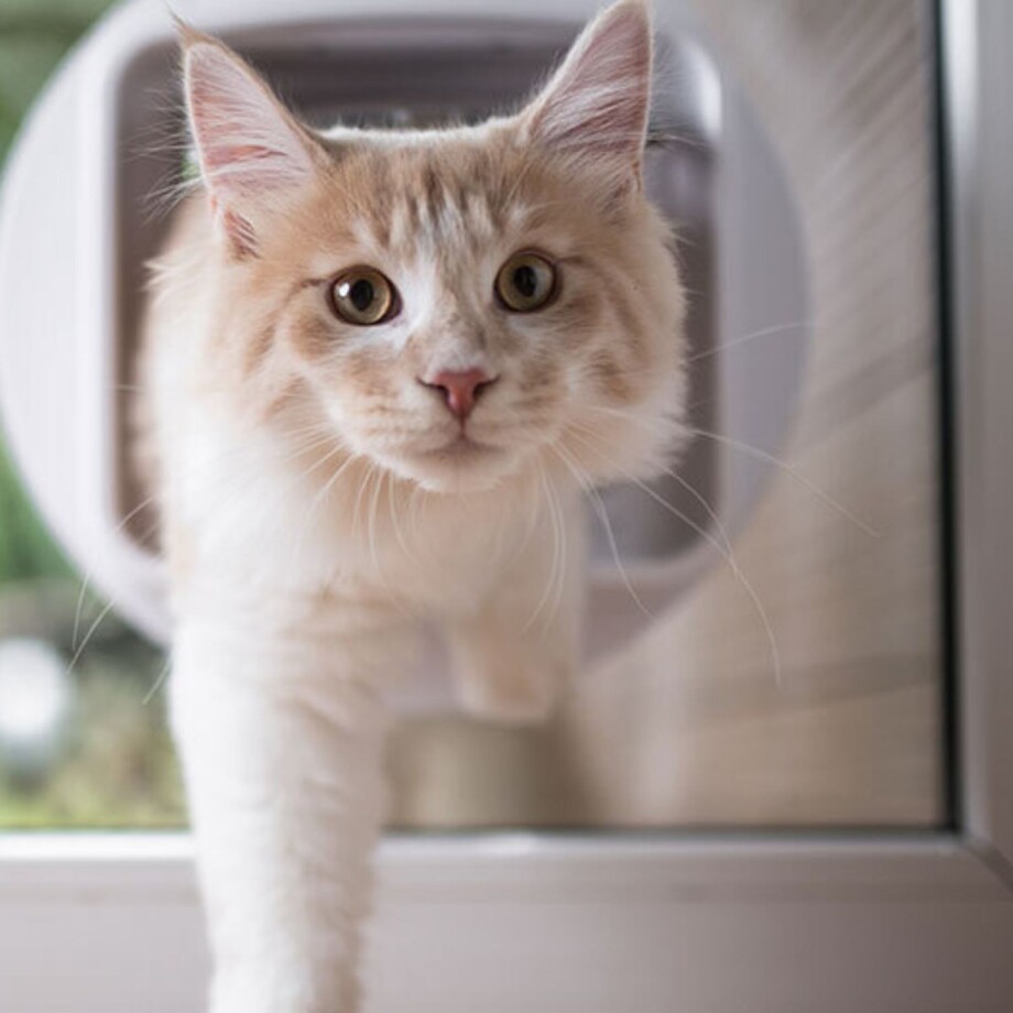 Katze_Katzenklappe Eine Katze schlüpft durch eine Katzenklappe