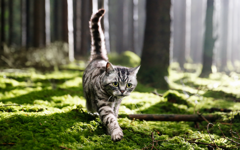 Paxnatura_Katze-Naturfriedhof Graue getigerte Katze läuft aufmerksam über moosbedeckten Waldboden in einem sonnendurchfluteten Wald