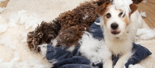 Złe nawyki u psów – jak sobie z nimi radzić?