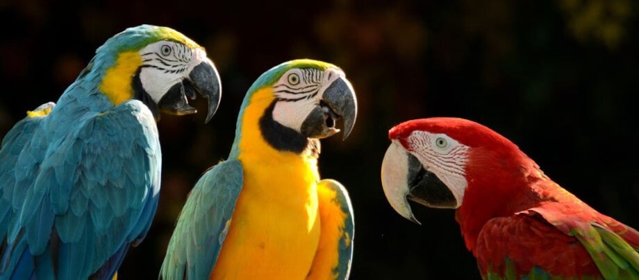 Które papugi można nauczyć mówić i jak to zrobić?