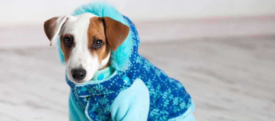 Które psy marzną w zimie i dlaczego?