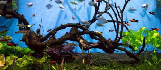 Jak ochronić małe rybki w akwarium?