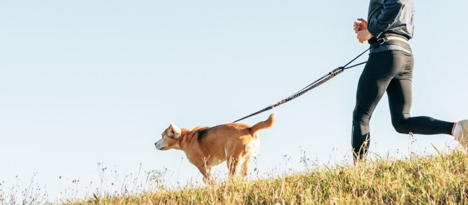 Bieganie z psem — jak zacząć i co warto o tym wiedzieć?