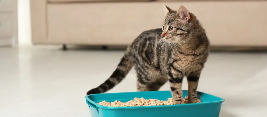 Jak powinna wyglądać wyprawka dla kota?