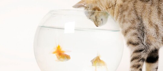 Ryby w kociej diecie