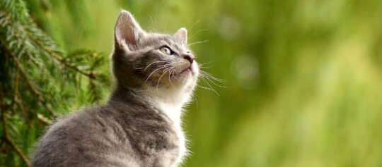 Świat okiem kota i psa - zaskakujące ciekawostki