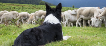 Border Collie liegt auf grüner Wiese und bewacht eine Schafherde beim Grasen in ländlicher Umgebung